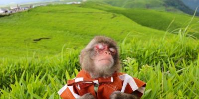Merry-Go-Roundtable monkey